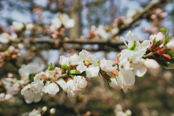 Close-up of cherry blossoms blooming on a branch in Seoul, South Korea, during spring.