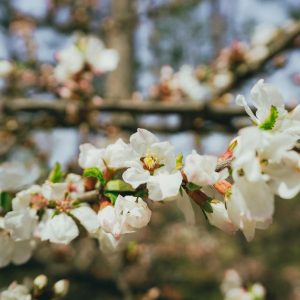 Close-up of cherry blossoms blooming on a branch in Seoul, South Korea, during spring.